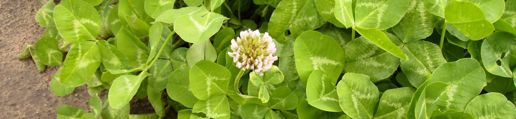 Klaver erfgoedrassen