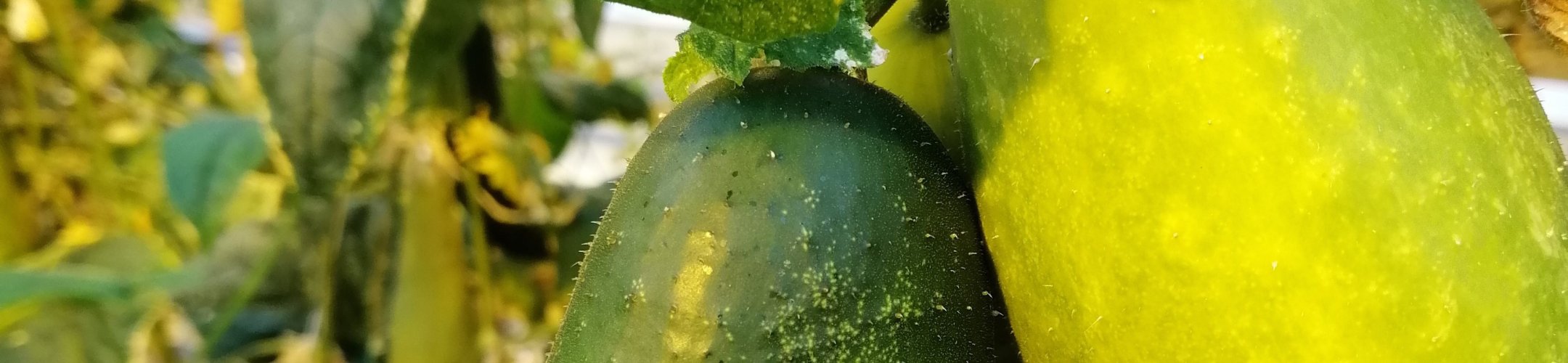 Kleine Groene Scherpe (1874 - 1925)