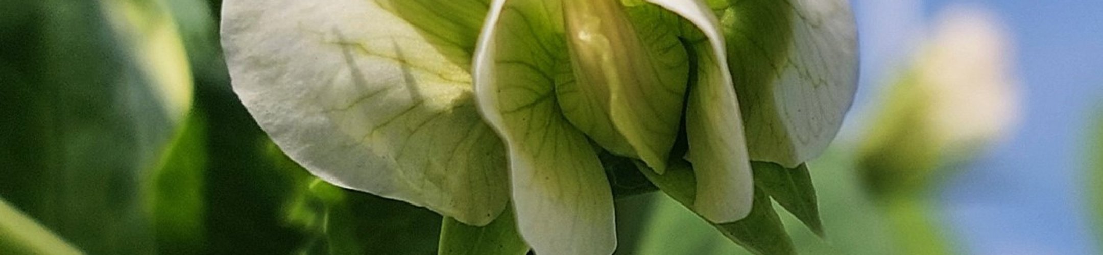 Kroonerwt (v.a. 1700)