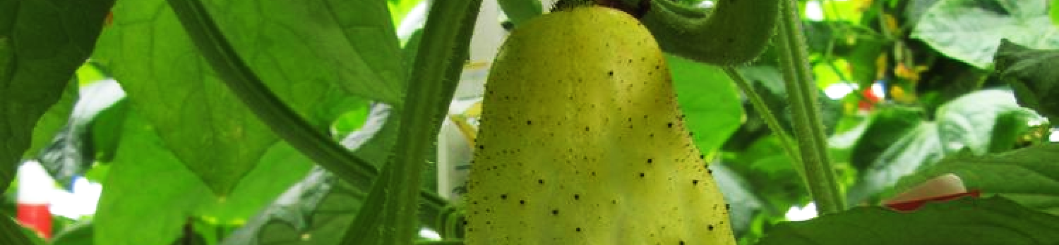 Lange Gele Tros (v.a. 1876)