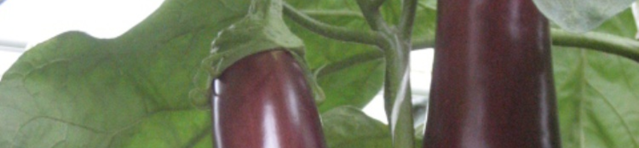 Lange Violette Vroege (v.a. 1963)