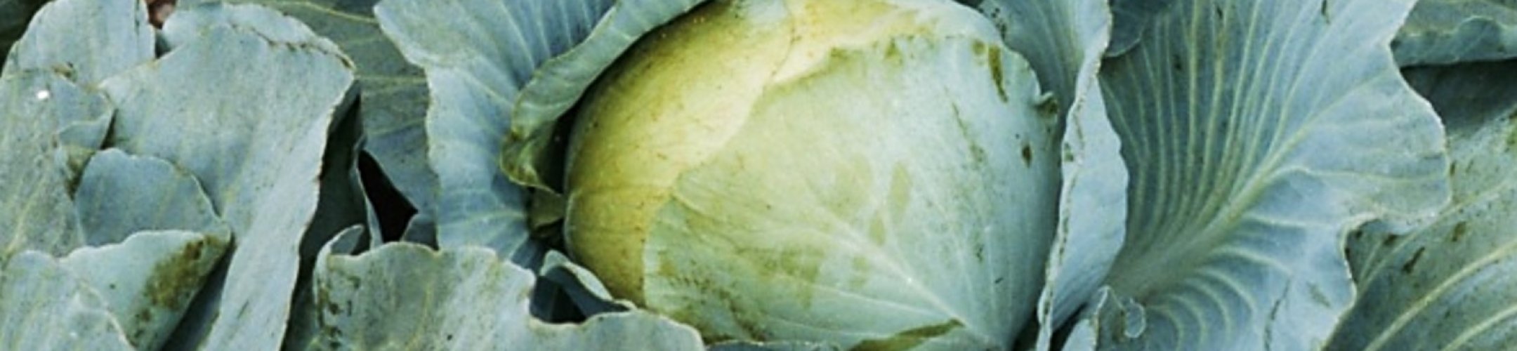 Langedijker Bewaarwitte (v.a. 1853)