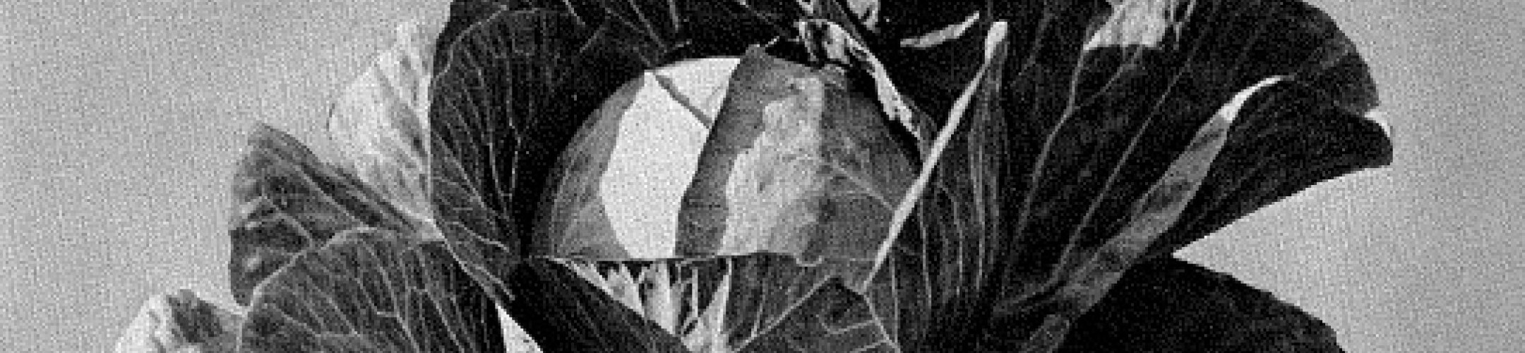 Langendijker Groote Late Extra Ronde (v.a. 1908)