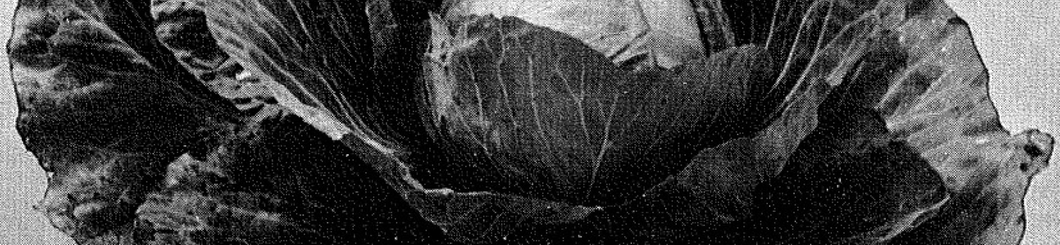 Langendijker Vroege Witte (v.a. 1800)