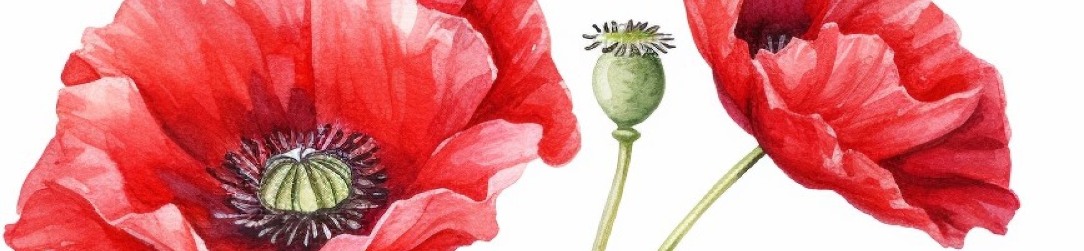 Lees meer over blauwmaanzaad