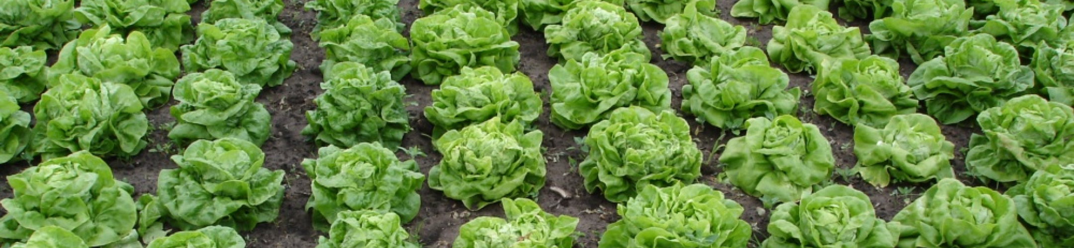 Lentegroet (v.a. 1903)