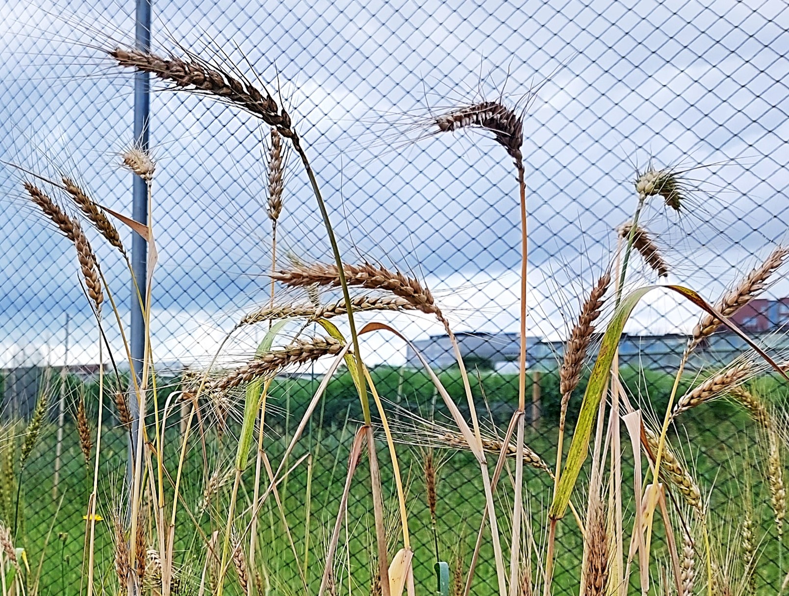 Limburger, afgerijpt gewas (CGN, 2023)