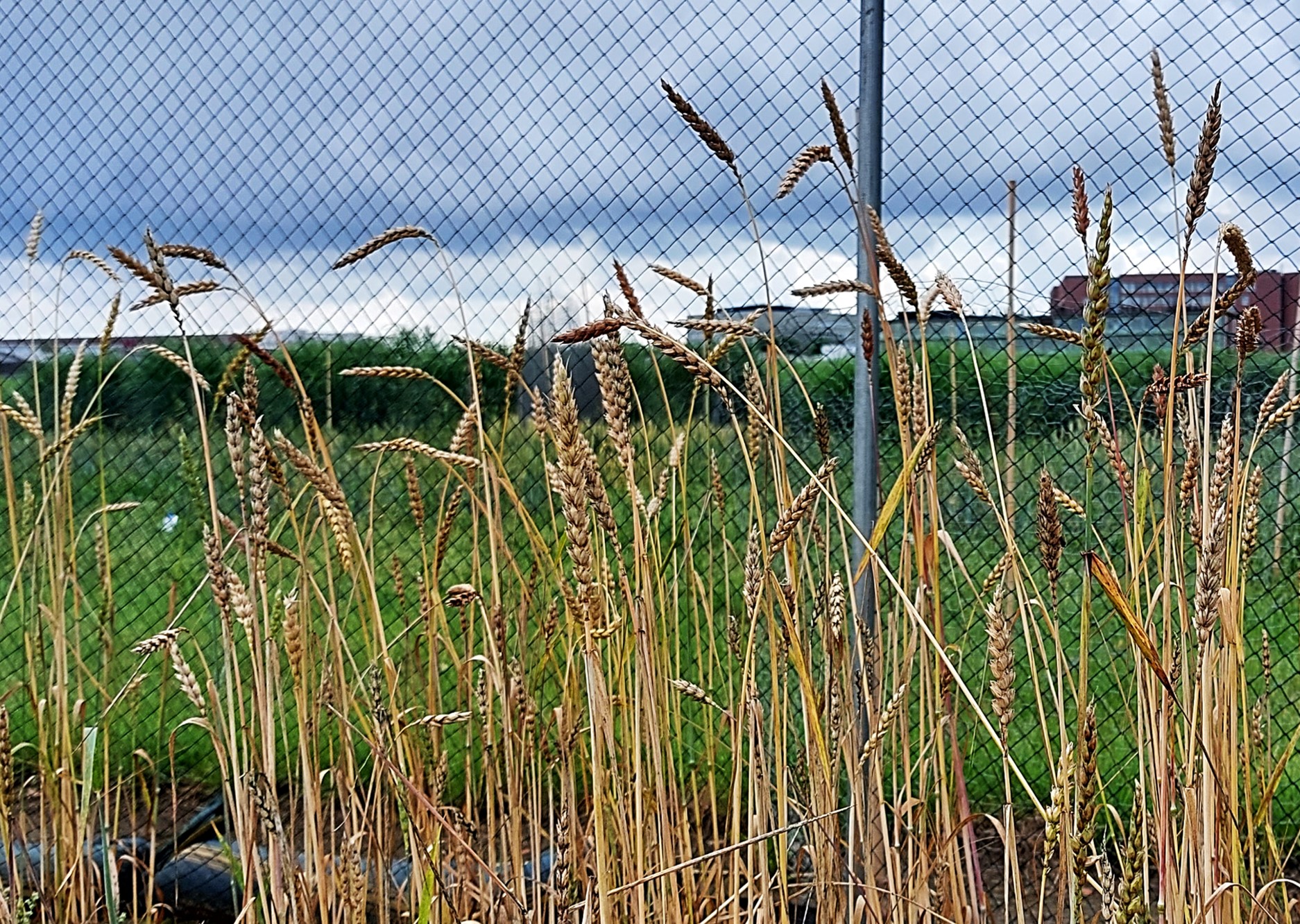 Limburgse Kleine Rode, afgerijpt gewas (CGN, 2023)