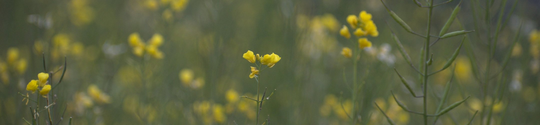 Mansholt's Gele Mosterd (v.a. 1919)