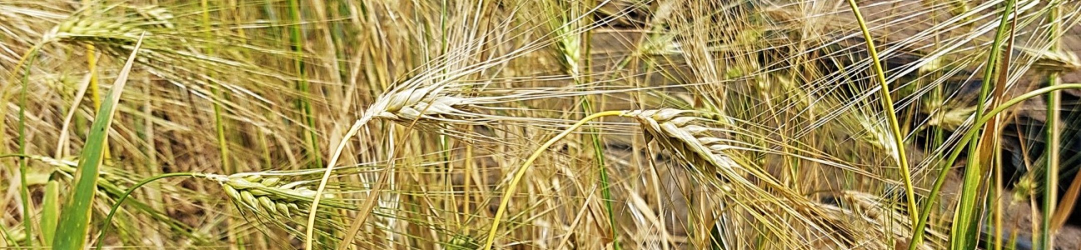 Mansholt's Groninger Wintergerst II (1902 - 1950)