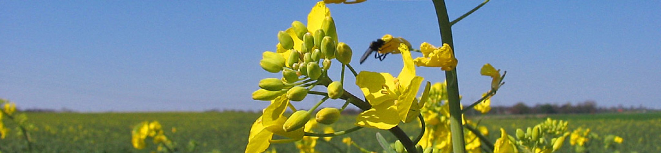 Mansholt's Hamburger koolzaad (v.a. 1895)