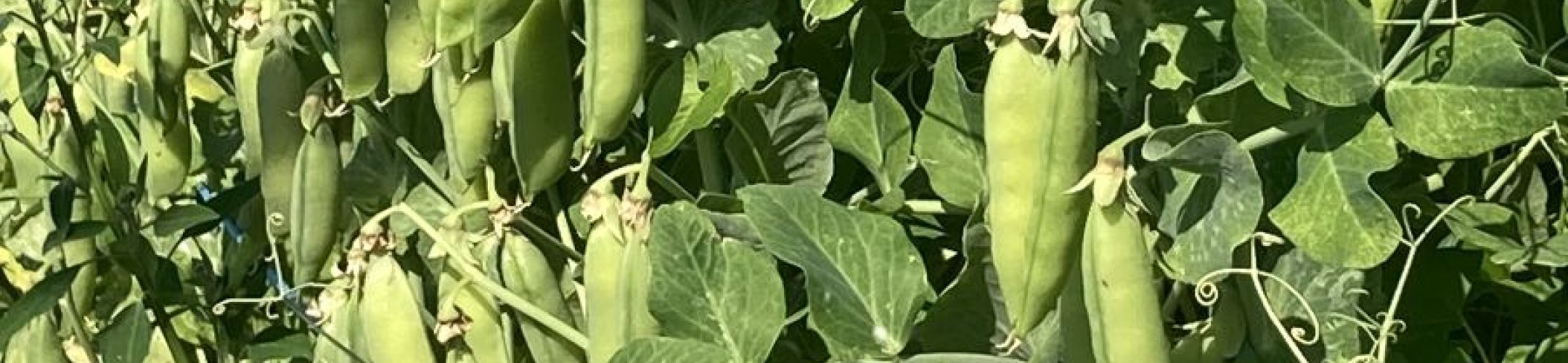 Mansholt's Kortstro Groene (v.a. 1886)