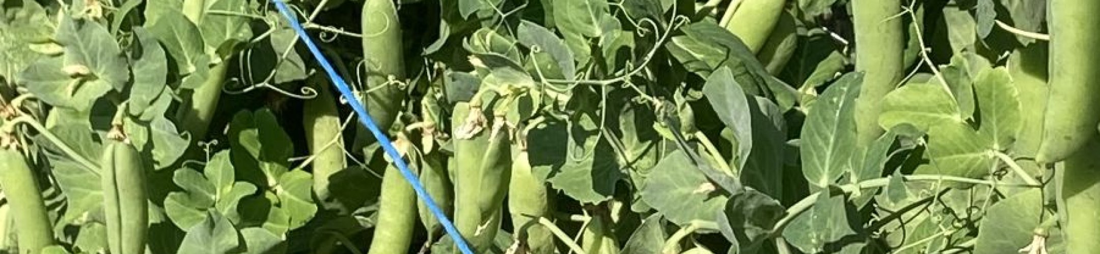 Mansholt's Kortstro Schokkererwt (1905 - 1942)