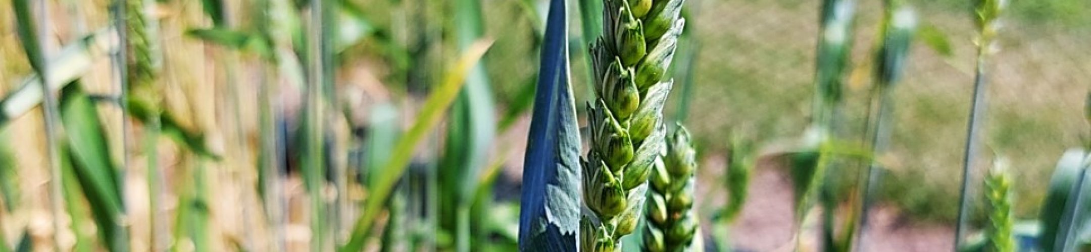 Mansholt's Witte Dikkop I (v.a. 1895)