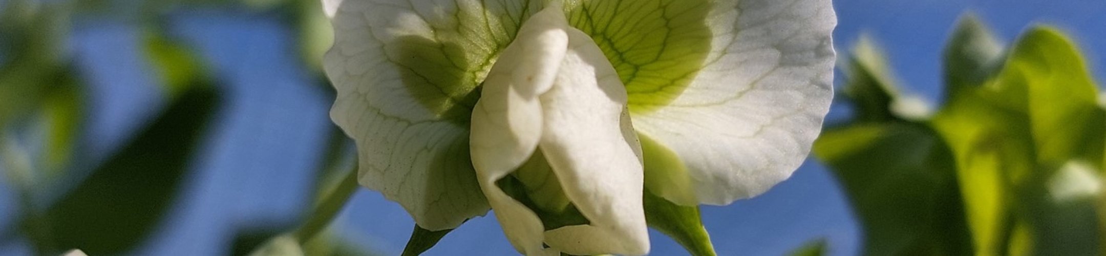 Marktveroveraar (1940 - 1975)