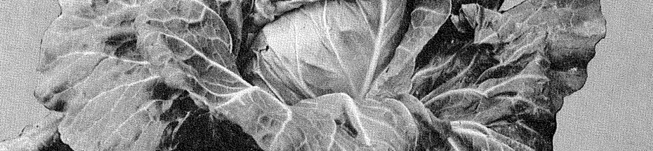 Marschländer Frühspitz (v.a. 1942)