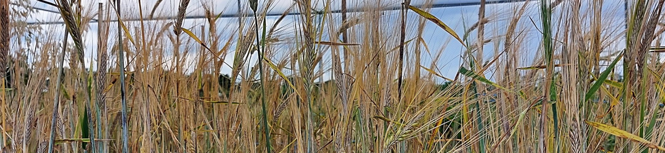 Minister Ruys (v.a. 1925)