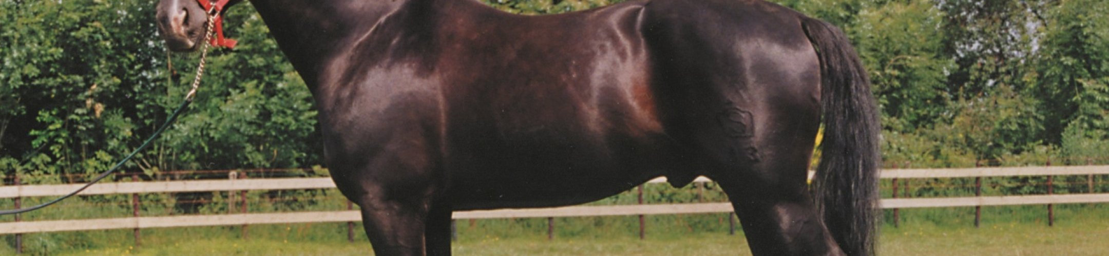 Mira Schoon bij EditieNL over behoud Groninger Paard