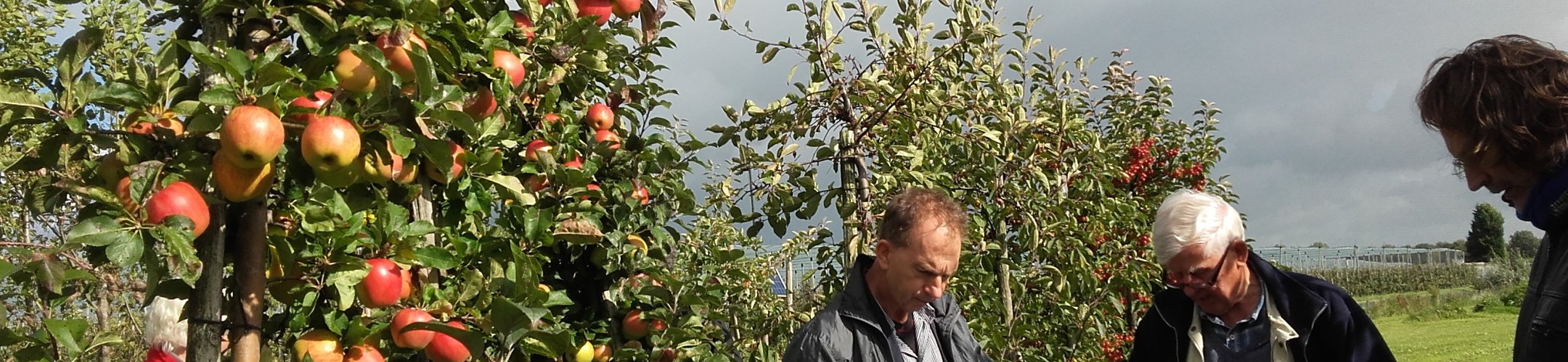 Nederlands Fruit Netwerk