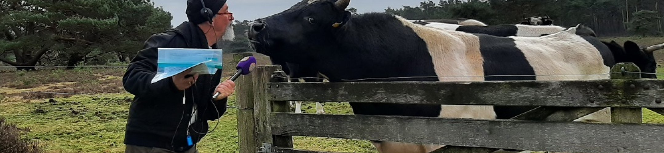 Noëlle Hoorneman vertelt bij Radio Gelderland en Vroege Vogels over heidekoe