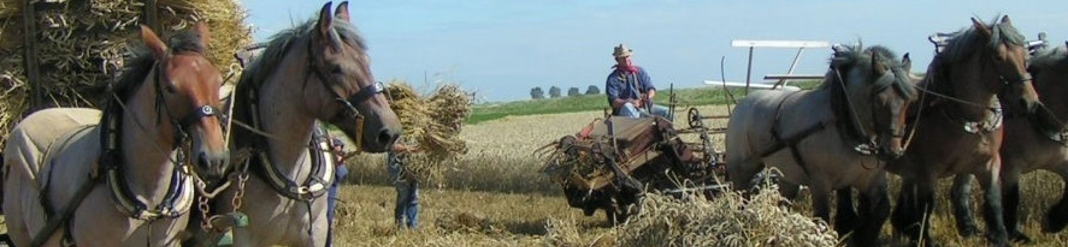 Noodzaak voor genetisch beheer van de Nederlandse trekpaardenpopulatie