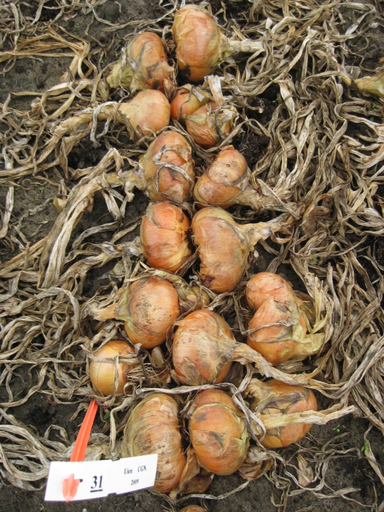 Noord Hollandsche Platte Stroogele, gedroogde uien (CGN, 2009)