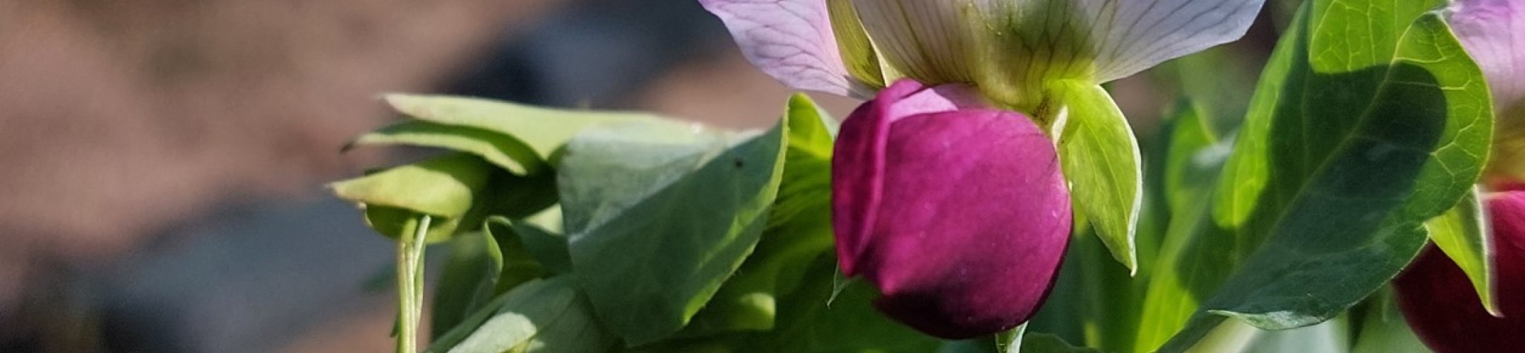 Noord-Hollandse Rozijnerwt (1942 - 1954)