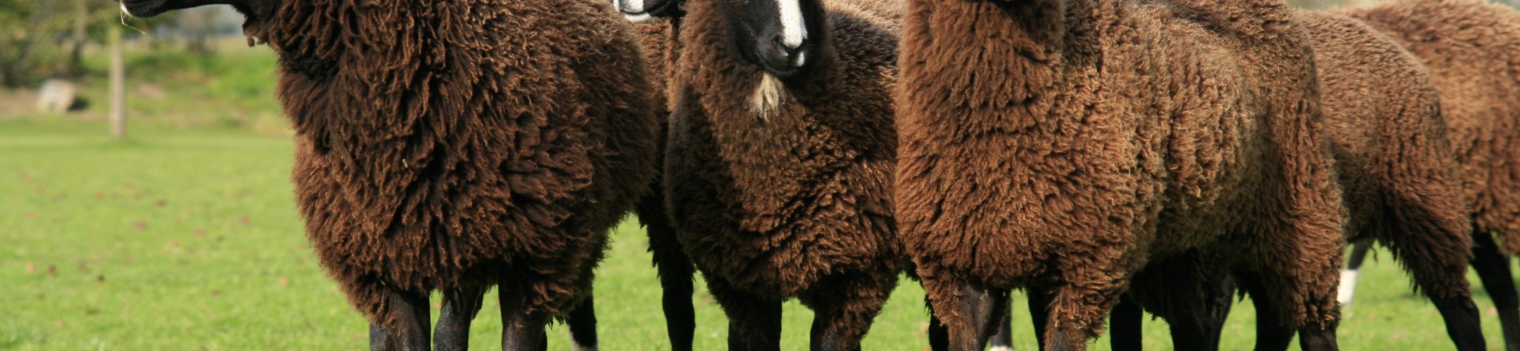 Populatie analyse Nederlandse Zwartbles schaap