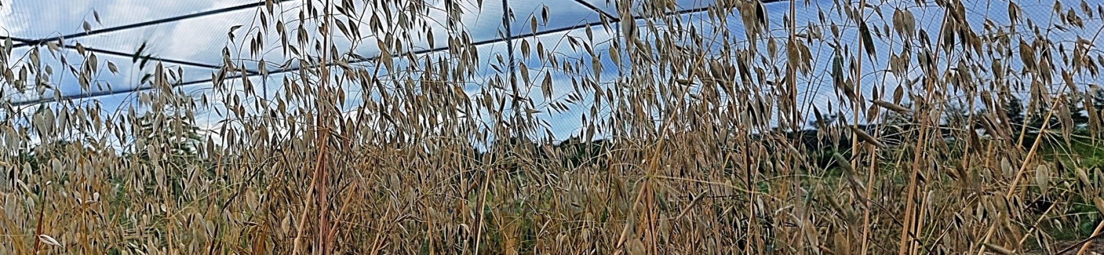 Presidenthaver (1860 - 1940)