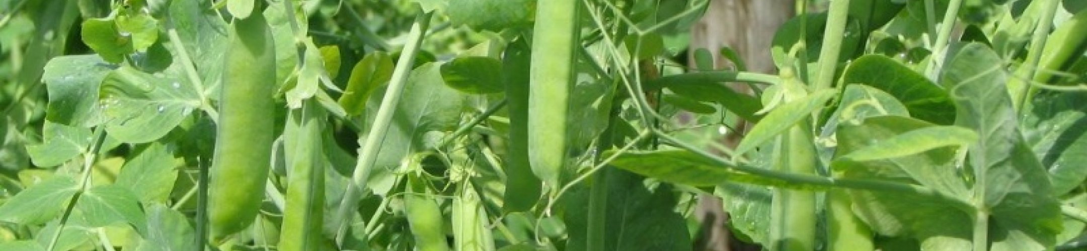 Prince Albert (<1837)