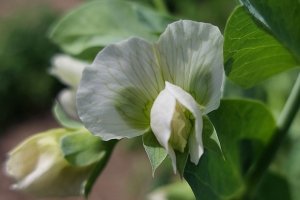 Prince Albert (<1837)