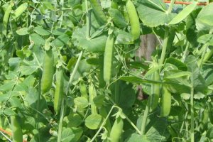 Prince Albert (<1837)