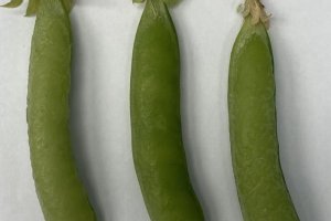 Prince Albert (<1837)