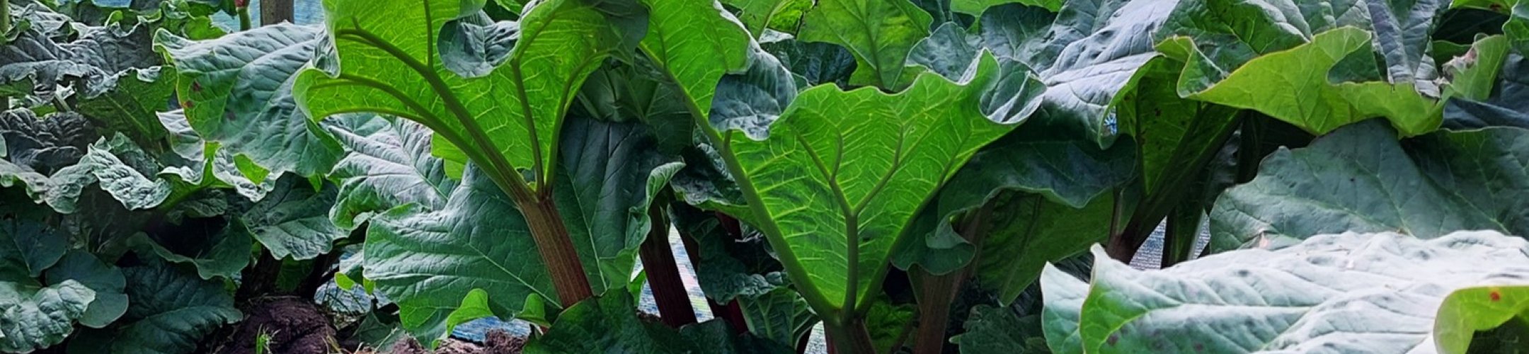 Rabarber erfgoedrassen