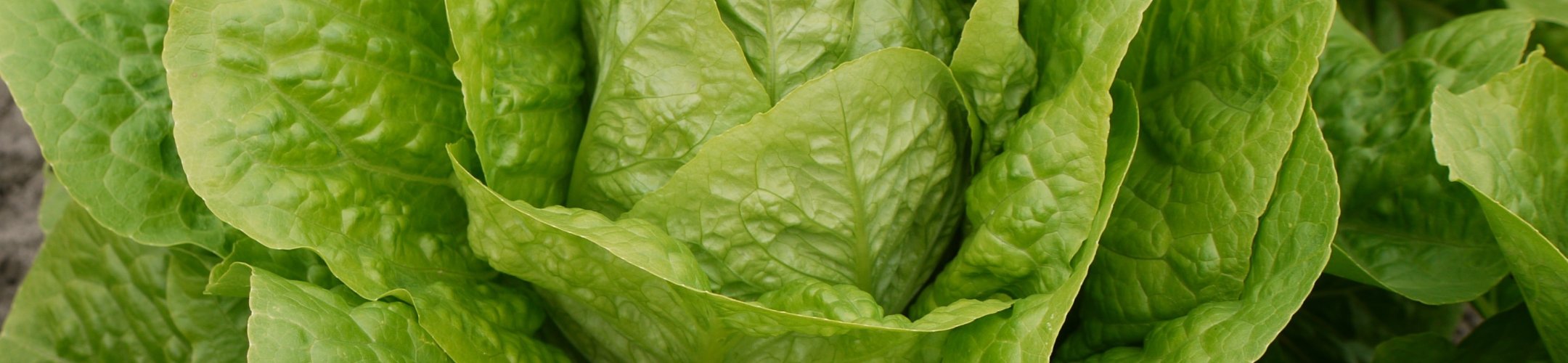 Romaine Blonde Maraîchère (v.a. 1850)