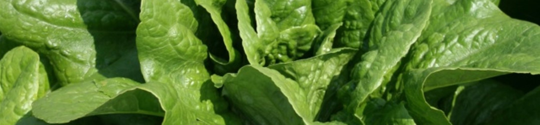 Romaine Grise Maraîchère (v.a. 1874)