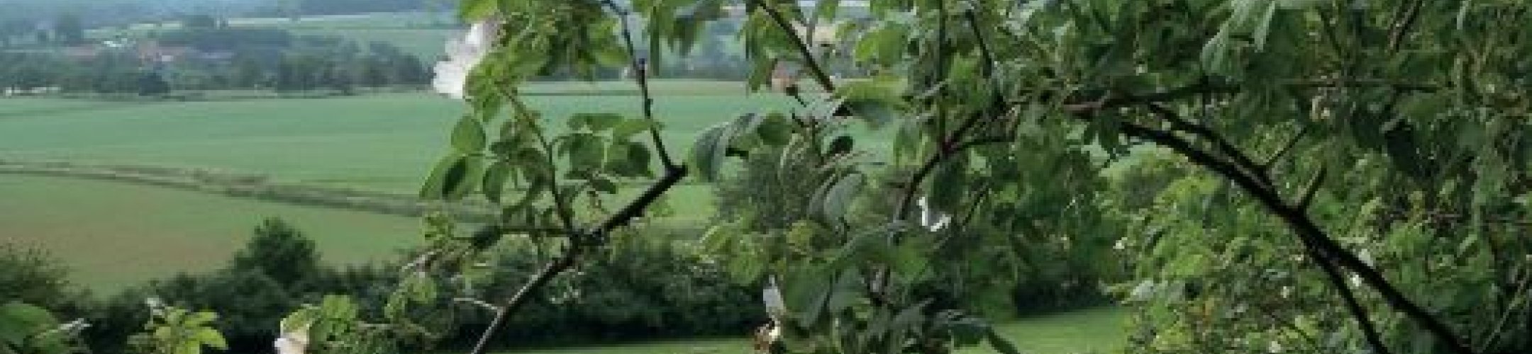 Rozen in de genenbank