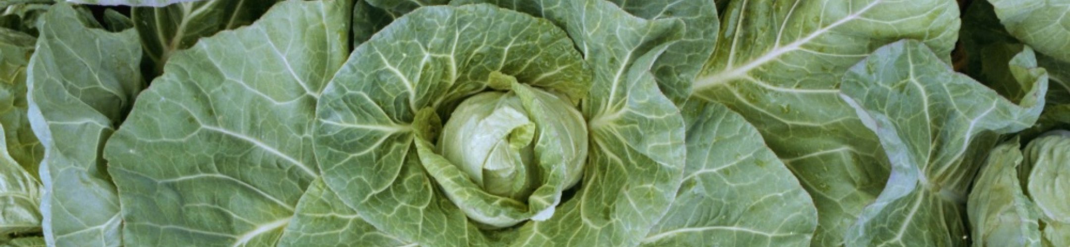 Sappemeersche Spitskool (v.a. 1923)