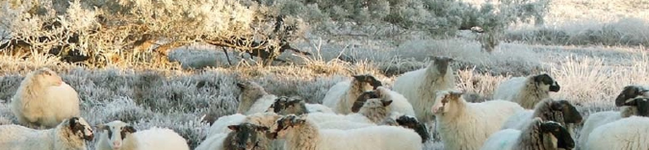 Schapen en geiten in Nederland, Veelzijdig nut vormt garantie voor een blijvende status