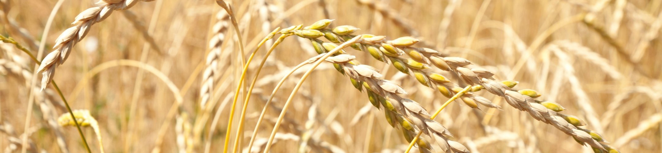 Spelt van Hoosterhof (<1932)