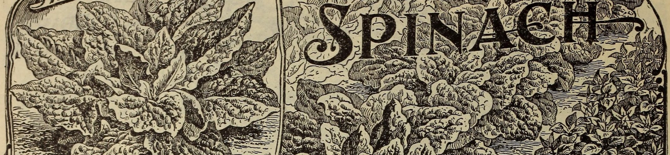 Spinazie erfgoedrassen