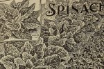 Spinazie erfgoedrassen