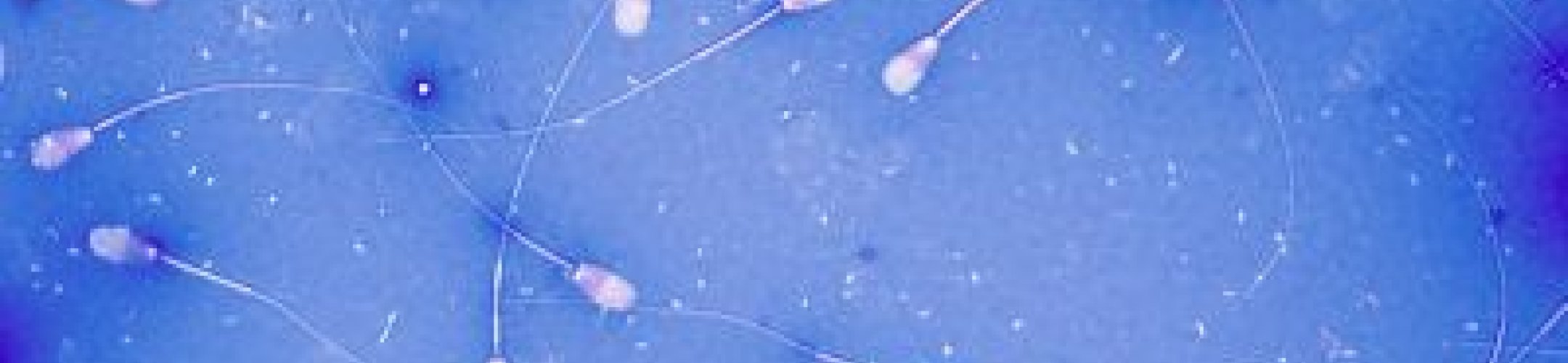 Stieren sperma aanvragen