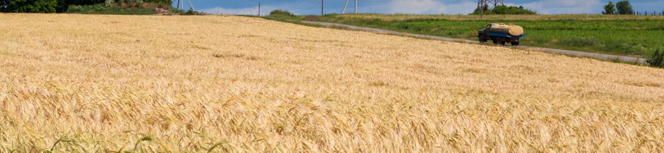 Theo van Hintum bij Wetenschap Vandaag over het belang van genenbanken voor voedsel