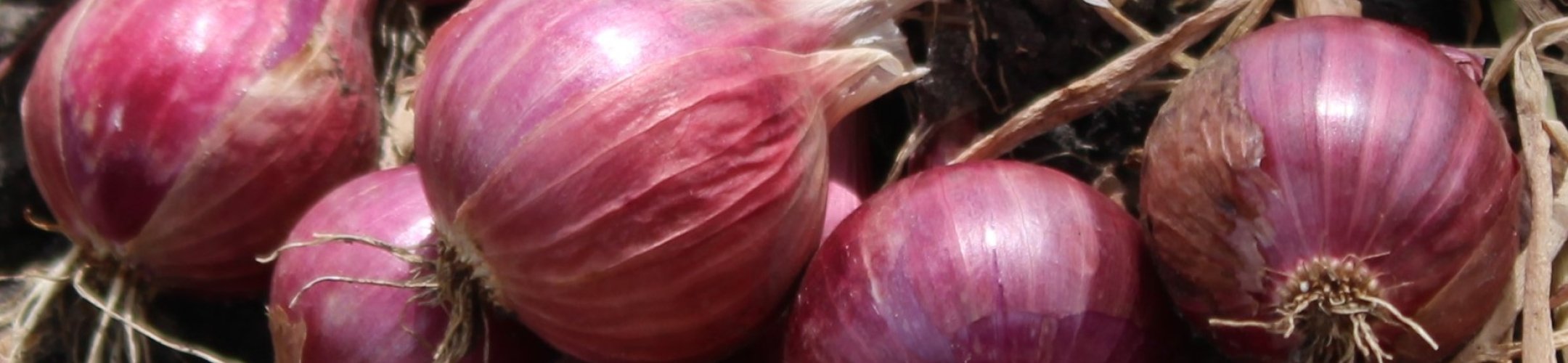 Ui-achtigen (Allium)