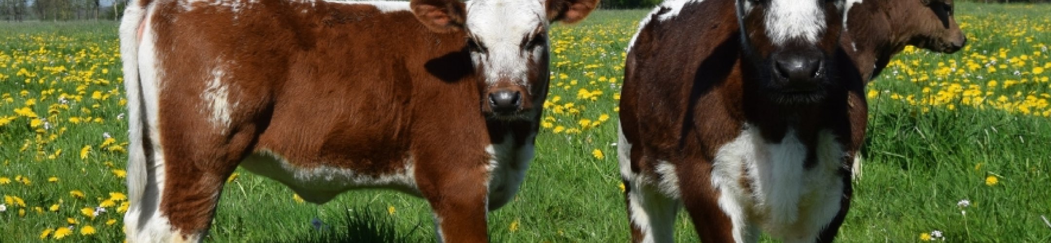 Unieke genetische variatie in een bijzondere Nederlandse rundveestapel met zeldzame kleuren en aftekeningen