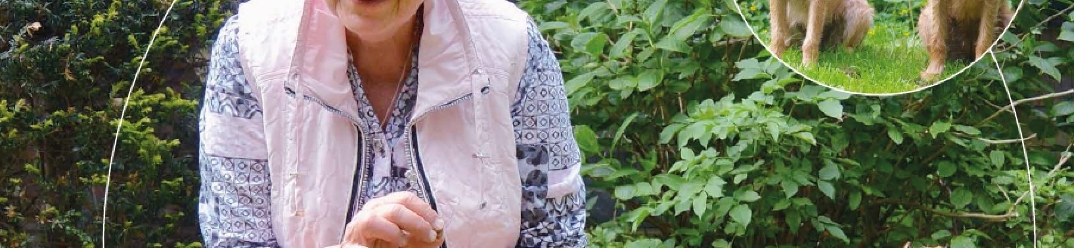 Variatie in hondenrassen