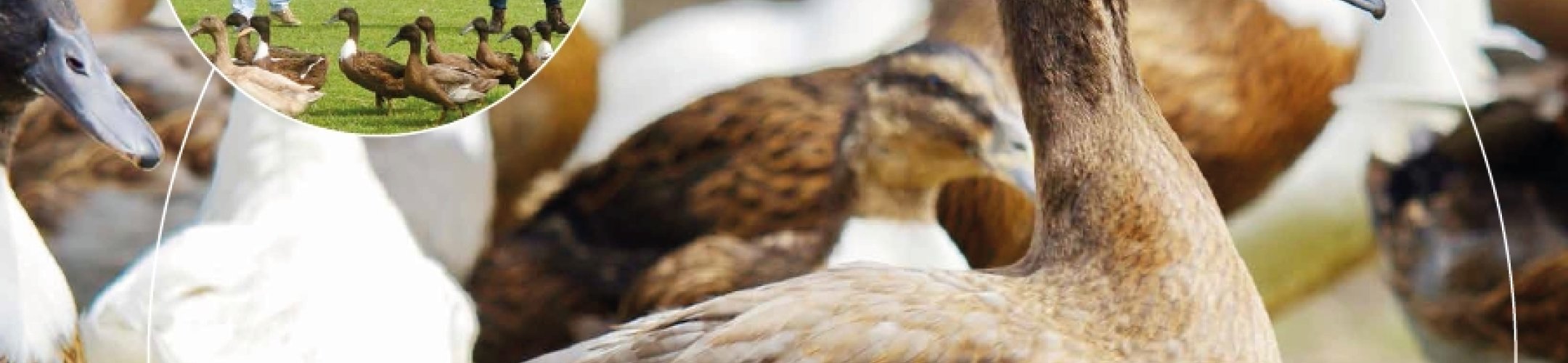 Variatie in kleindierrassen