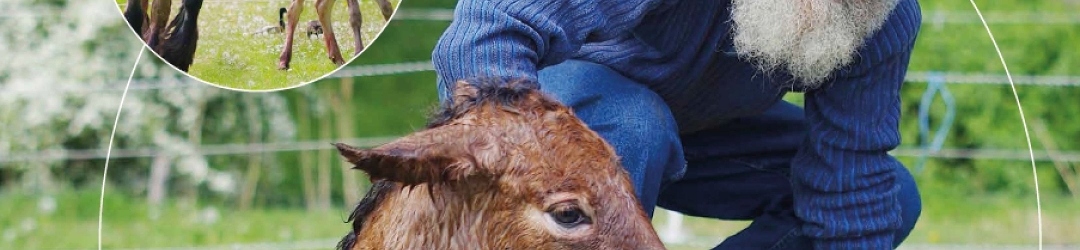 Variatie in paardenrassen