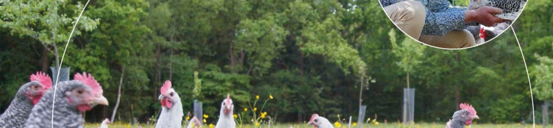 Variatie in pluimveerassen